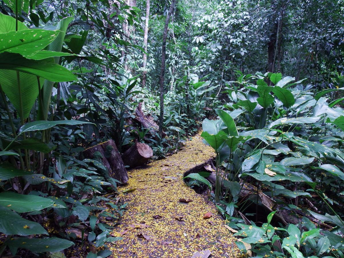 Selva Color - Forest & Beach Ecolodge Quebrada Ganado Exteriör bild